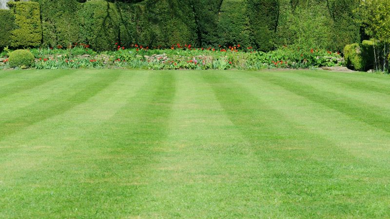 Healthy Lawn